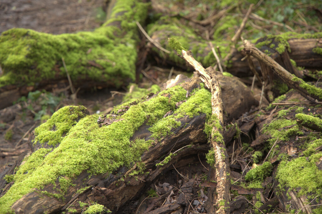 Tronc d'arbre - Friche Kodak